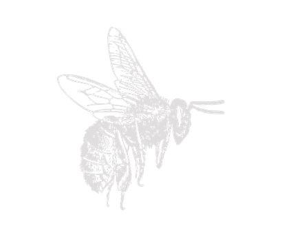 dessin abeille gris-1.png